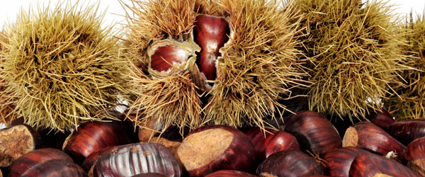 Chestnuts, a typical product of El Bierzo.