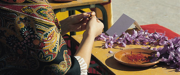 Woman in typical dress removing saffron from flowers. Saffron Rose Festival, Consuegra (Toledo)  © Turespaña