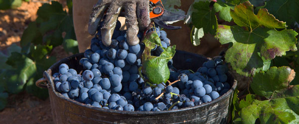 Wine harvest